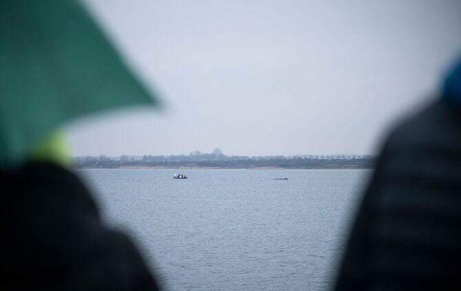 Buckelwal liegt weiterhin in Wismarer Bucht