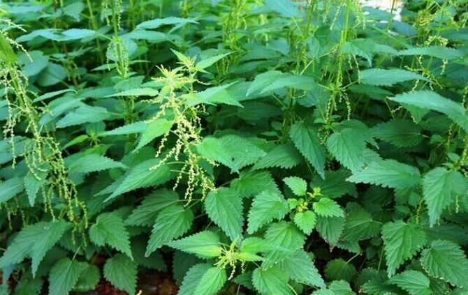 Es wird wieder ein Wildkräuterführung in den Kräuterterrassen Kaisersbach angeboten.