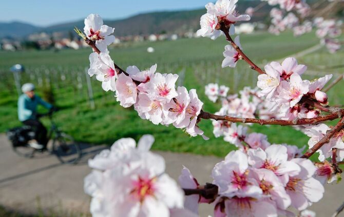 Mandelblüte - März-Bilanz DWD