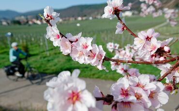 Mandelblüte - März-Bilanz DWD