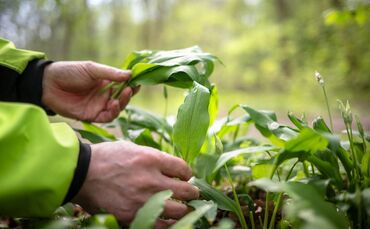 Arbeiter ernten Bärlauch in Öhringen - aber vom falschen Grundstück. (Symbolbild)
