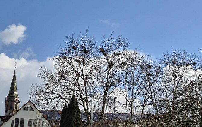 Am Künkelin-Parkhaus (Ulrichstraße/Ecke Künkelinstraße) ist es morgens sehr laut. Die Verursacher: Krähen.