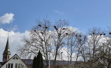Am Künkelin-Parkhaus (Ulrichstraße/Ecke Künkelinstraße) ist es morgens sehr laut. Die Verursacher: Krähen.