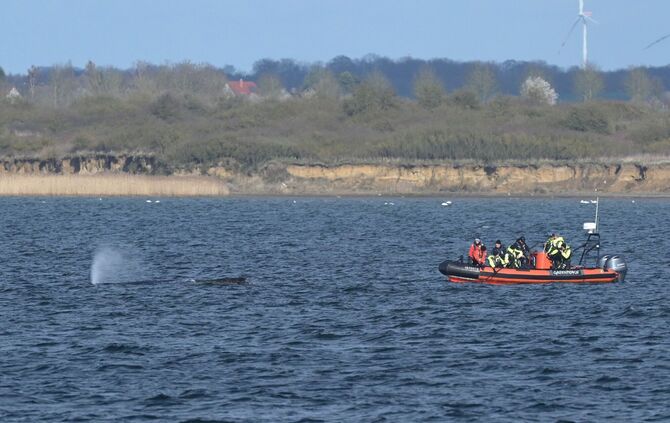 Buckelwal in Wismarer Bucht