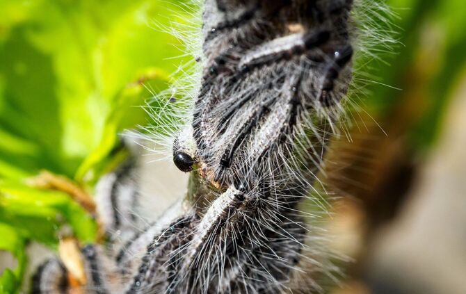 Kampf gegen den Eichenprozessionsspinner