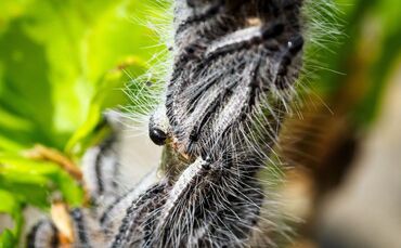 Kampf gegen den Eichenprozessionsspinner