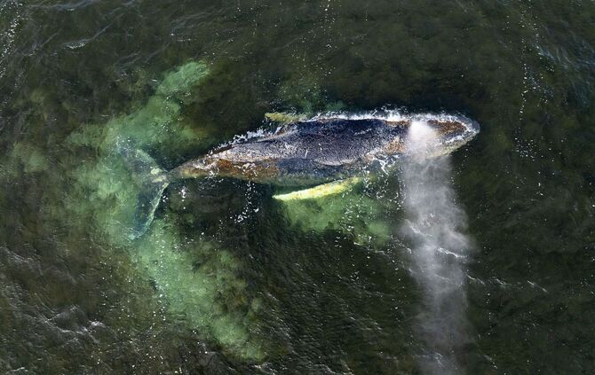 Buckelwal liegt weiter in Wismarbucht