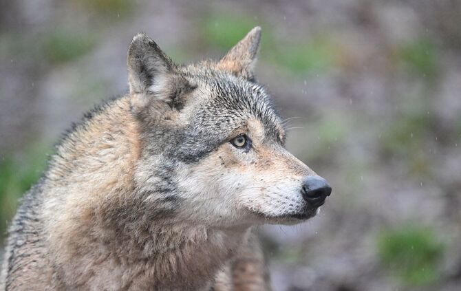 Ein Wolf verletzt eine Frau in der Einkaufsmeile Große Bergstraße. (Symbolbild)
