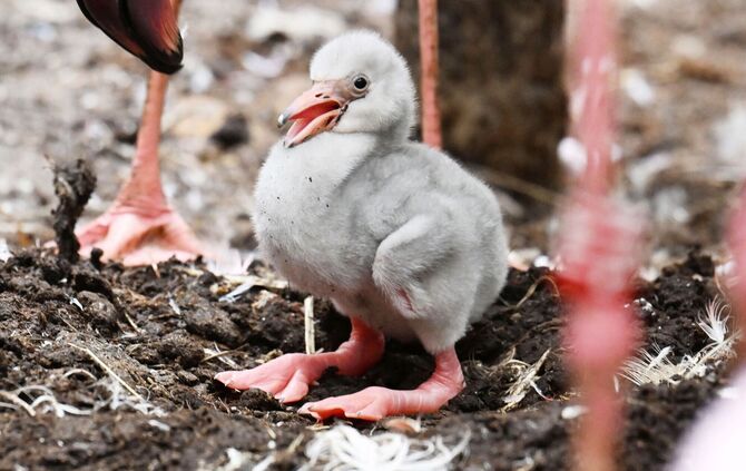 Zwergflamingoküken im Zoo Karlsruhe geschlüpft