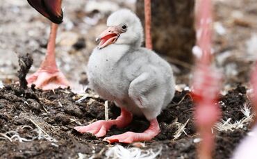 Zwergflamingoküken im Zoo Karlsruhe geschlüpft