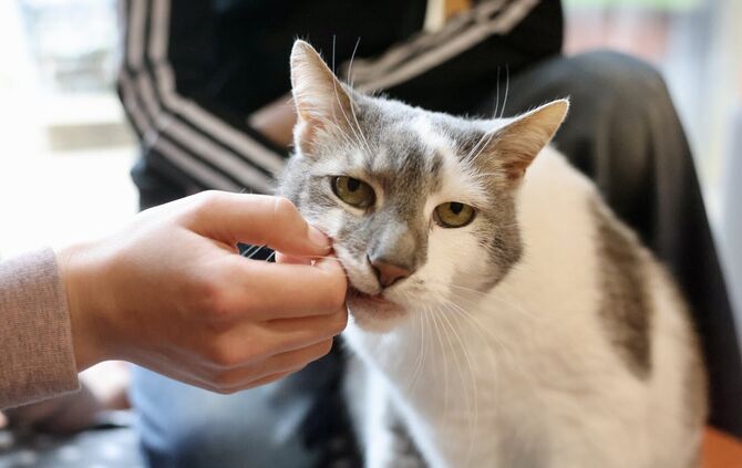 Schulkater Peter ist nach seiner Operation auf dem Weg der Besserung.