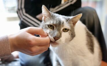 Schulkater Peter ist nach seiner Operation auf dem Weg der Besserung.