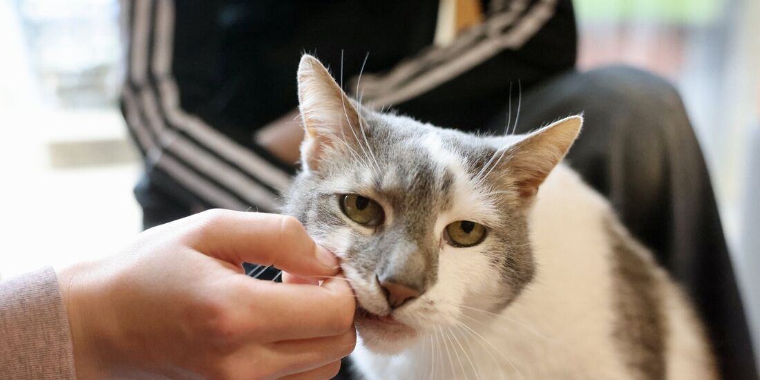 Schulkater Peter ist nach seiner Operation auf dem Weg der Besserung.