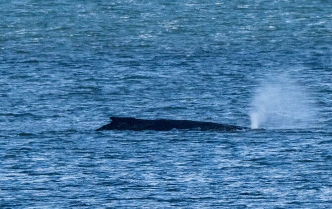 Der Buckelwal lag zuletzt vor der Insel Poel. (Archivbild)