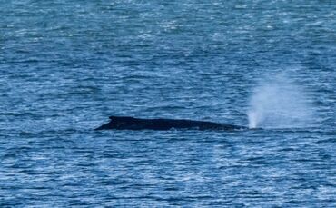 Der Buckelwal lag zuletzt vor der Insel Poel. (Archivbild)