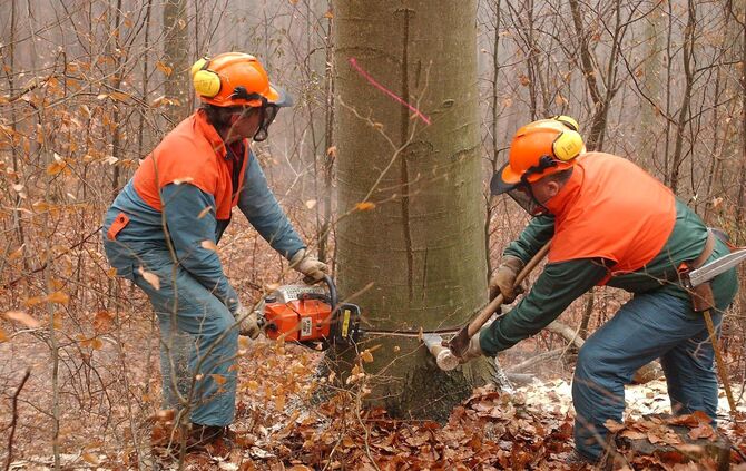 In Neustadt werden weitere Bäume gefällt (SYMBOLFOTO).