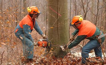 In Neustadt werden weitere Bäume gefällt (SYMBOLFOTO).