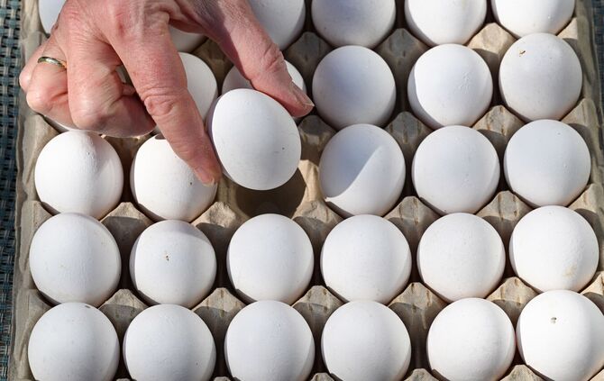 In Baden-Württemberg wurden 2025 mehr Eier erzeugt. (Symbolbild)