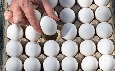 In Baden-Württemberg wurden 2025 mehr Eier erzeugt. (Symbolbild)