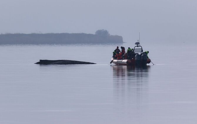Immer wieder hatten sich Meeresschützer ein Bild vom Zustand des Wals gemacht.
