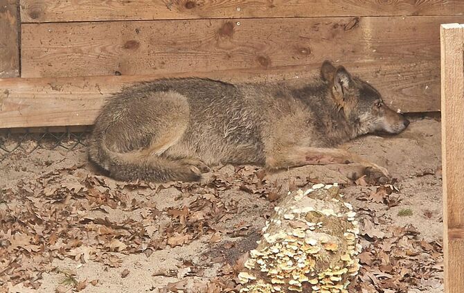 Hamburger Wolf in Tierauffangstation