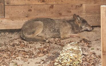 Hamburger Wolf in Tierauffangstation