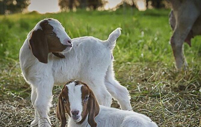Goiser Negele lädt ein zur Naturführung mit seiner Herde durch die Steppenheide-Kulturlandschaft.
