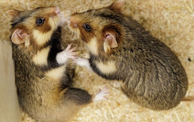 Feldhamster-Nachzucht