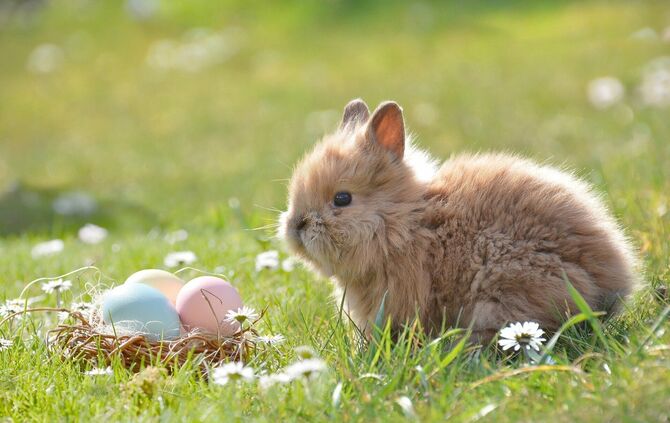 Darf sich auf warme Temperaturen freuen: Der Osterhase (Symbolfoto).
