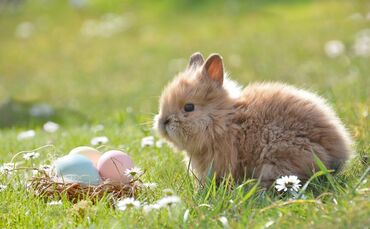 Darf sich auf warme Temperaturen freuen: Der Osterhase (Symbolfoto).