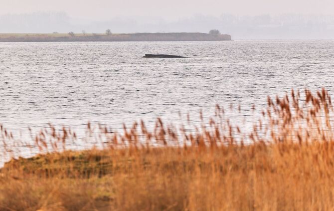 Buckelwal sitzt weiterhin vor Insel Poel fest