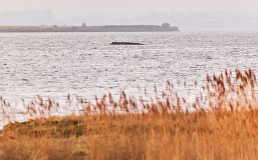 Buckelwal sitzt weiterhin vor Insel Poel fest