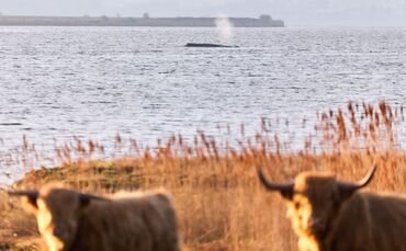 Die Umgebung des Wals wurde am Donnerstag für eine mögliche Bergung vermessen.