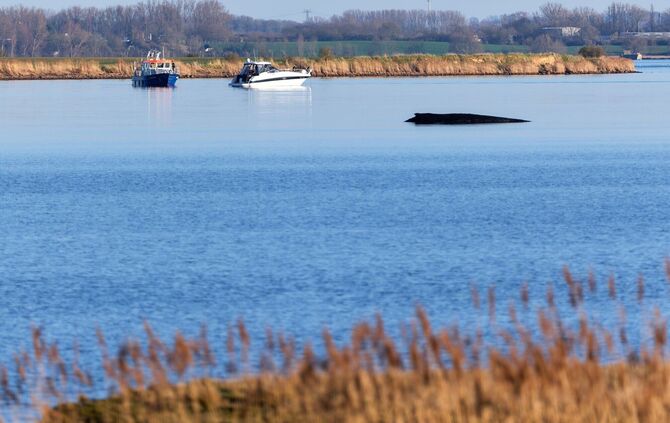 Über Tage hat der festsitzende Wal Deutschland beschäftigt.