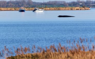 Über Tage hat der festsitzende Wal Deutschland beschäftigt.