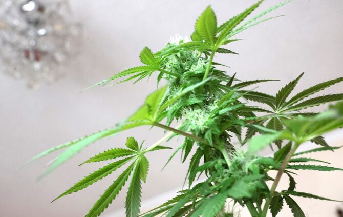 Eigentlich darf eine Person nur drei Pflanzen für den Eigenanbau besitzen (Symbolfoto).