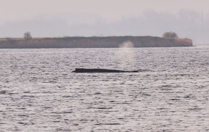 Buckelwal sitzt weiterhin vor Insel Poel fest