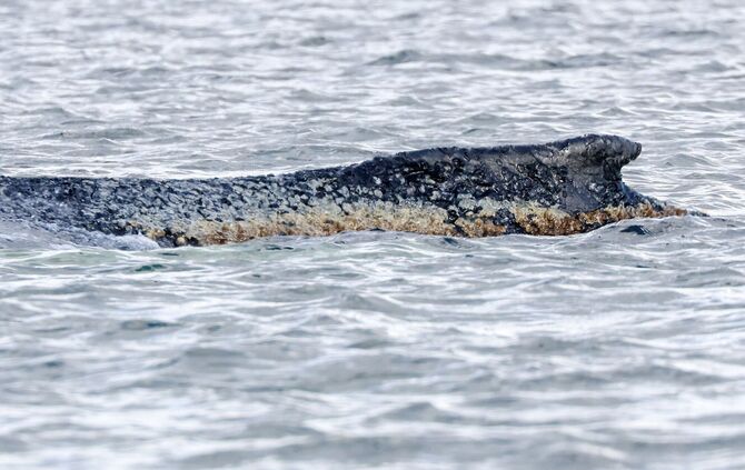 Buckelwal liegt weiter in Wismarbucht