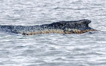 Buckelwal liegt weiter in Wismarbucht