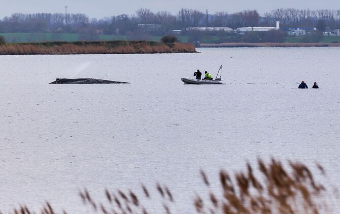 Buckelwal liegt weiter in Wismarbucht