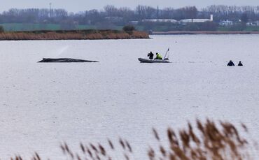 Buckelwal liegt weiter in Wismarbucht