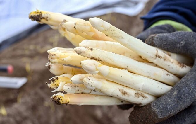 Spargelernte in Iffezheim