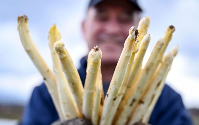 Spargelernte in Iffezheim