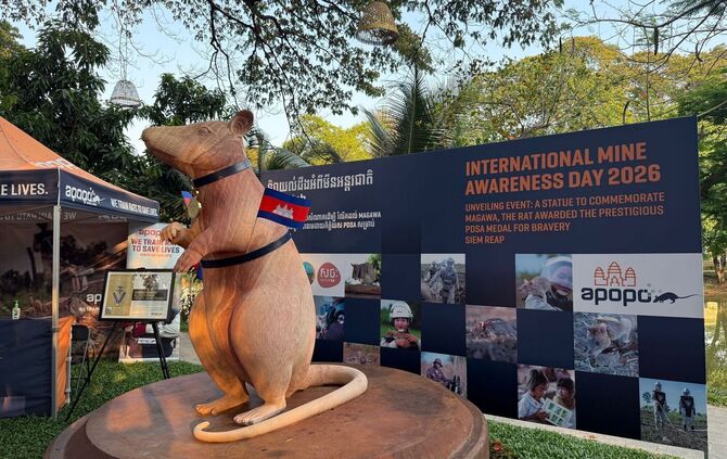Statue für weltbekannte Minensuch-Ratte Magawa