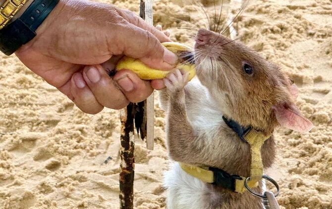 Statue für Minensuch-Ratte Magawa