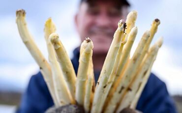 Spargel gibt es zu Ostern vor allem bei den Direktvermarktern - in den Supermärkten sieht das Angebot mancherorts eher dünn aus 