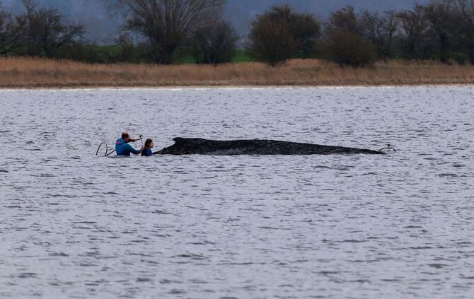 Buckelwal liegt weiter in Wismarbucht