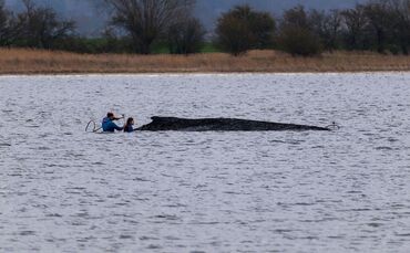 Buckelwal liegt weiter in Wismarbucht