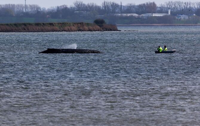 Buckelwal liegt weiter in Wismarbucht