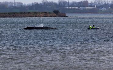 Buckelwal liegt weiter in Wismarbucht